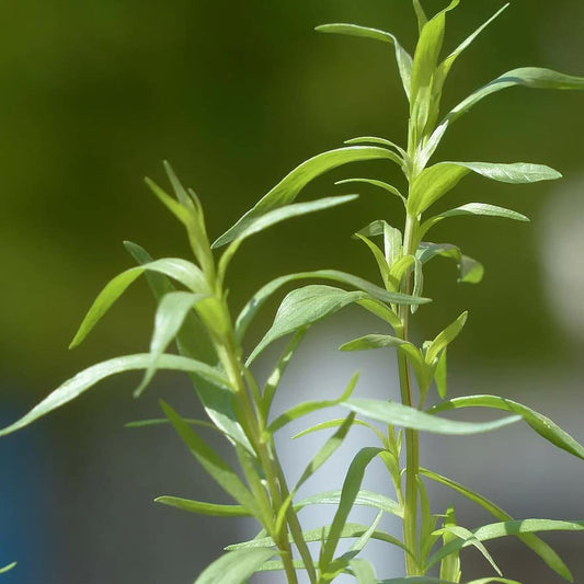 Sommer-Bohnenkraut - Satureja hortensis - Gemüsegarten