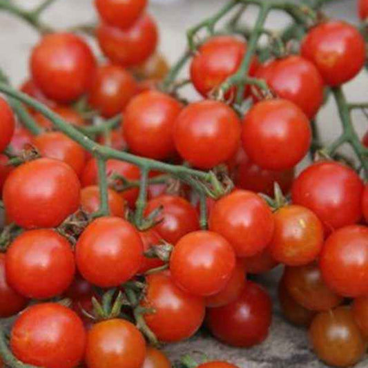 Kirschtomate Sweetie BIO - Solanum lycopersicum sweetie - Gemüsegarten