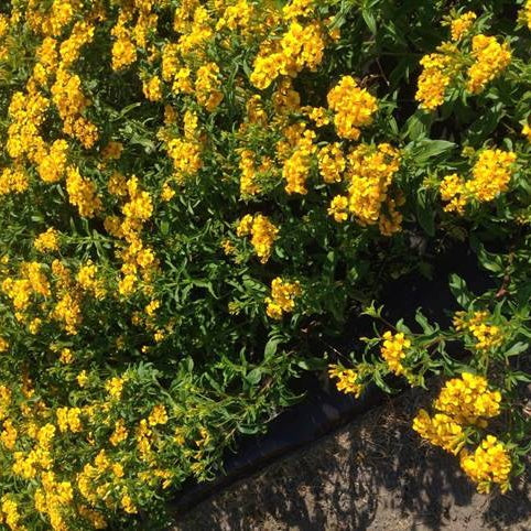 Studentenblume - Bakker