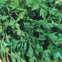Petersilie ‘Gigante d’Italia’ - Petroselinum crispum géant d'italie - Bakker