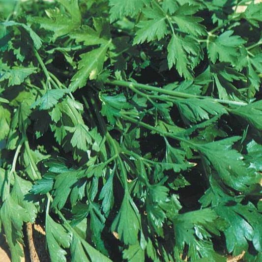 Petersilie ‘Gigante d’Italia’ - Petroselinum crispum géant d'italie - Bakker