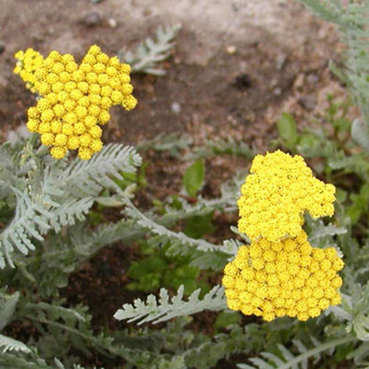 Goldquirl-Garbe Little Moonshine - Achillea moonshine - Gartenpflanzen