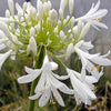 Schmucklilie weiß - Agapanthus africanus albus - Gartenpflanzen