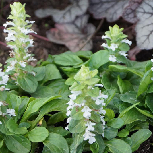 Kriechender Günsel Alba - Ajuga reptans alba - Gartenpflanzen