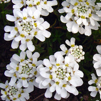 Schleifenblume Weißer Zwerg - Iberis sempervirens 'weisser zwerg' - Blühende Gartenstauden