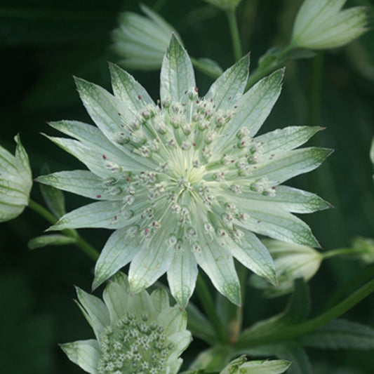 Große Sterndolde Alba - Astrantia major alba - Gartenpflanzen