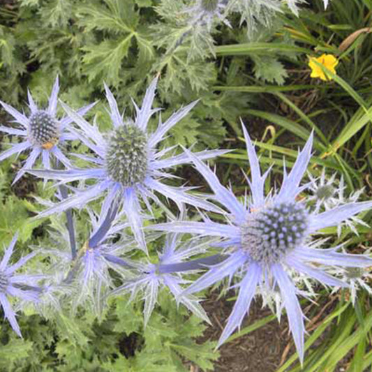 Blaue Edeldistel Big Blue - Eryngium zabelii big blue - Gartenpflanzen