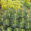 Wolfsmilch Kaktus - Euphorbia characias ssp. wulfenii - Gartenpflanzen