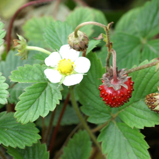 Wald-Erdbeere - Fragaria vesca - Obst