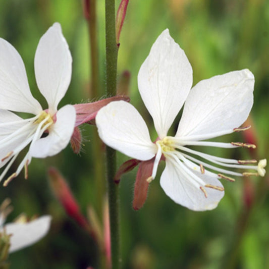 Gaura Snowstorm - Gaura lindheimeri snowstorm - Sträucher und Stauden