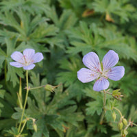 Staudengeranie Blue Cloud - Geranium blue cloud - Gartenpflanzen