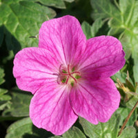 Staudengeranie Russell Prichard - Geranium riversleaianum russel prichard - Gartenpflanzen