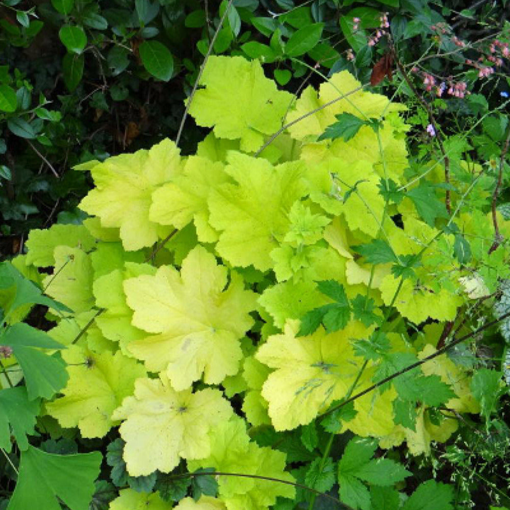 Purpurglöckchen Citronelle ® - Heuchera citronelle ® - Gartenpflanzen