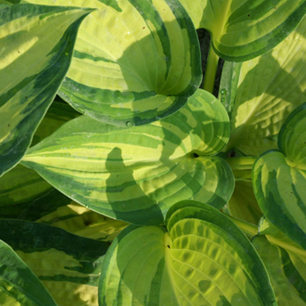 Funkie Great Expectations - Hosta ( sieboldiana group ) great expectations - Gartenpflanzen