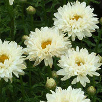 Margerite Victorian Secret - Leucanthemum superbum victorian secret ® - Gartenpflanzen