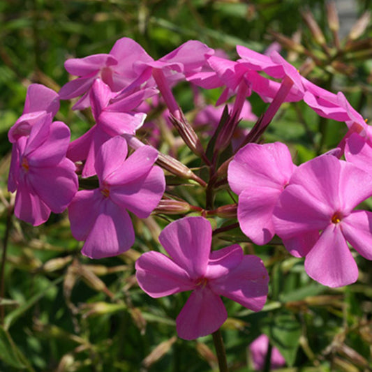 Flammenblume Bill Baker - Phlox carolina bill baker - Gartenpflanzen