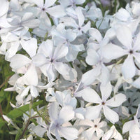 Flammenblume May Breeze - Phlox divaricata may breeze - Gartenpflanzen