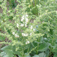 Silber Salbei - Salvia argentea - Gartenpflanzen