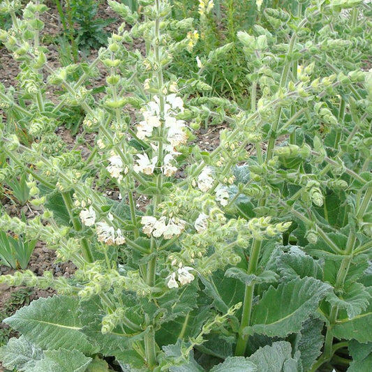 Silber Salbei - Salvia argentea - Gartenpflanzen