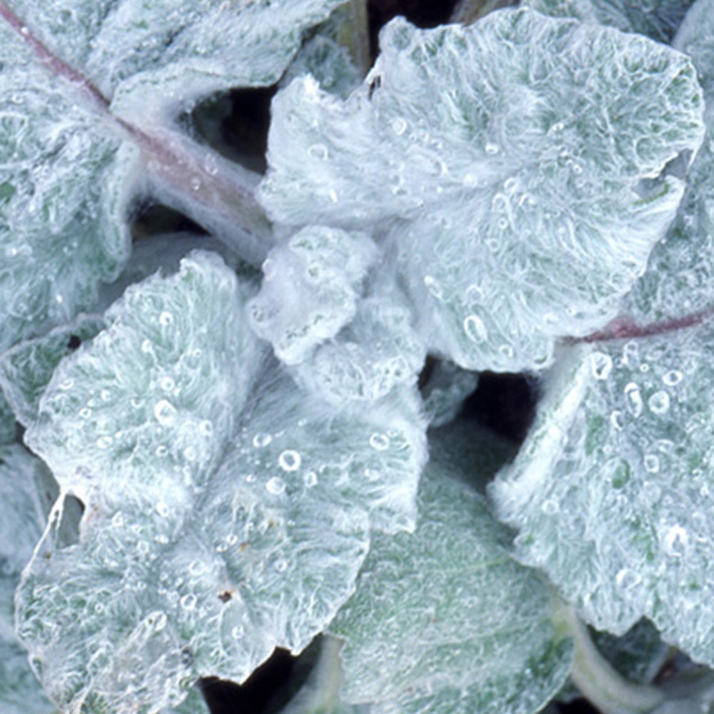 Silber Salbei - Salvia argentea - Sträucher und Stauden
