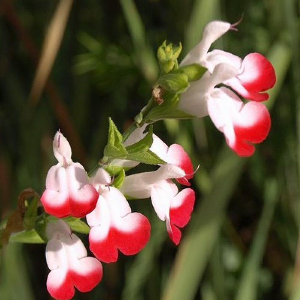 Johannisbeer-Salbei Hot Lips - Salvia microphylla hot lips - Gartenpflanzen