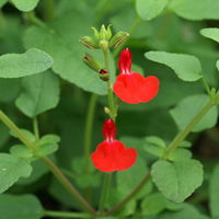 Johannisbeer-Salbei Grahamii - Salvia microphylla (grahamii) - Stauden