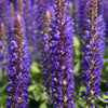 Waldsalbei Blue Bouquetta - Salvia nemerosa alklf blue bouquetta® - Sträucher und Stauden