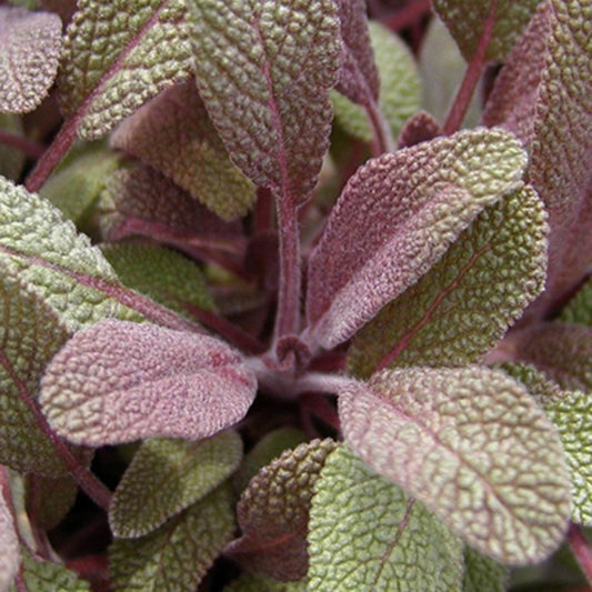 Purpursalbei - Bakker