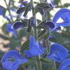 Mexikanischer Salbei - Salvia patens - Gartenpflanzen