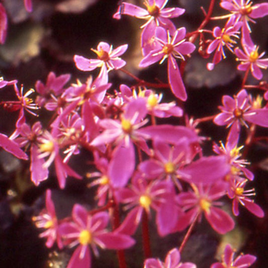 Steinbrech Black Ruby - Saxifraga cortusifolia black ruby - Gartenpflanzen