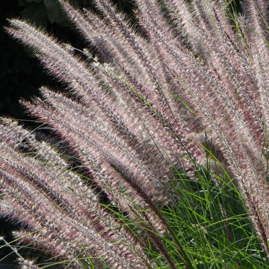 Lampenputzergras Karley Rose - Pennisetum karley rose ® - Gartenpflanzen