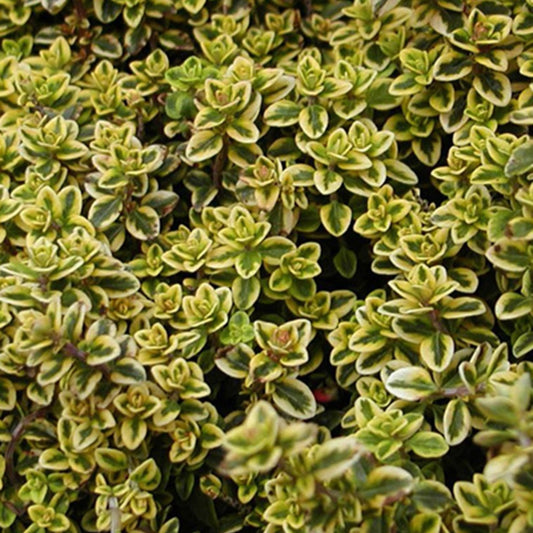 Zitronen Thymian - Bakker