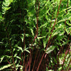 Frauenfarn Lady in Red - Athyrium filix-femina lady in red - Zimmerpflanzen