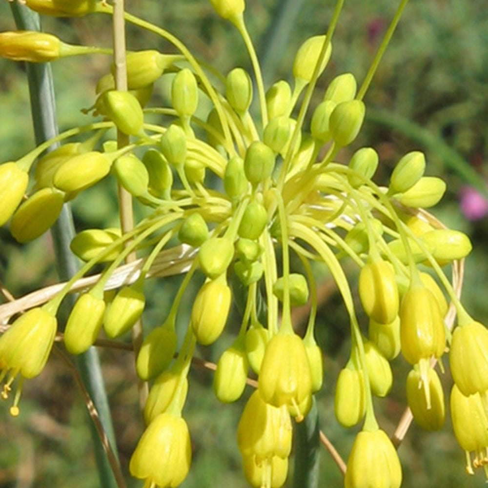 Gelber Knoblauch - Allium flavum - Gartenpflanzen