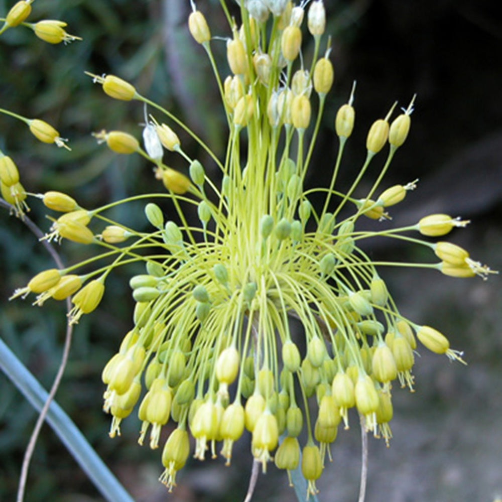 Gelber Knoblauch - Allium flavum - Sträucher und Stauden