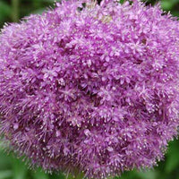 Allium giganteum - Riesenlauch Himalaya - Stauden