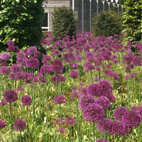 Riesenlauch Himalaya - Allium giganteum - Bakker