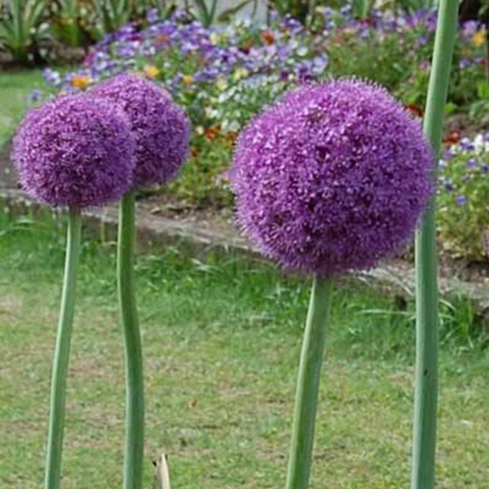 Allium giganteum - Riesen-Lauch