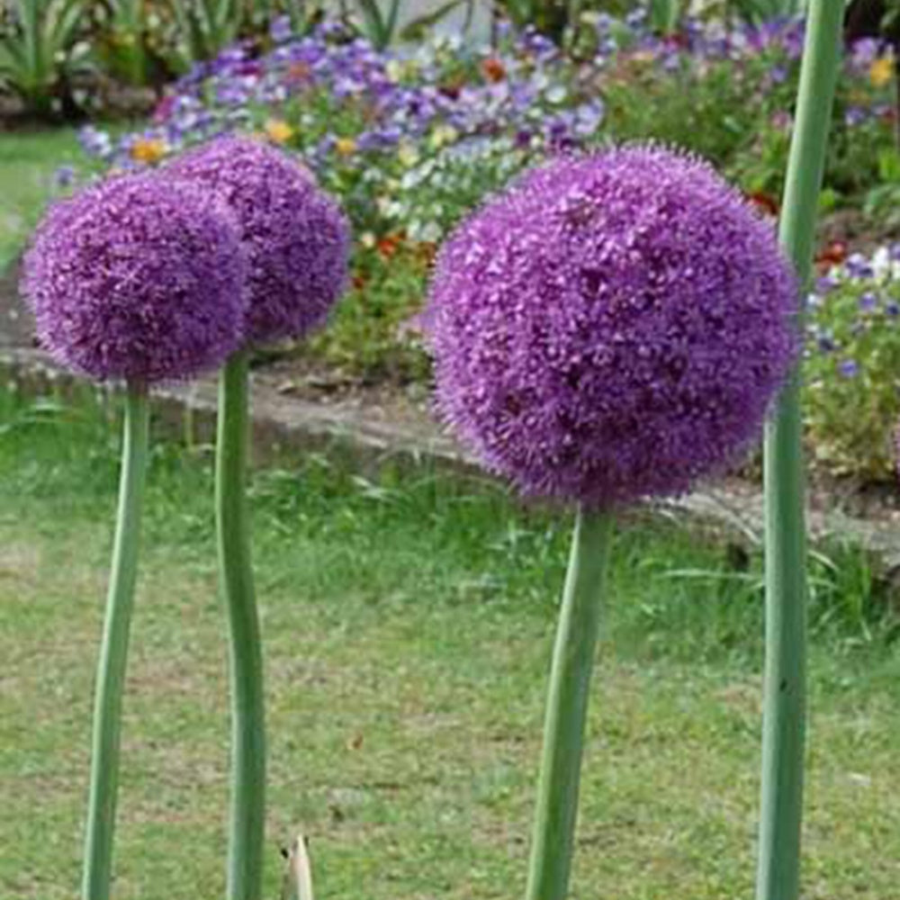 Riesenlauch Himalaya - Allium giganteum - Stauden