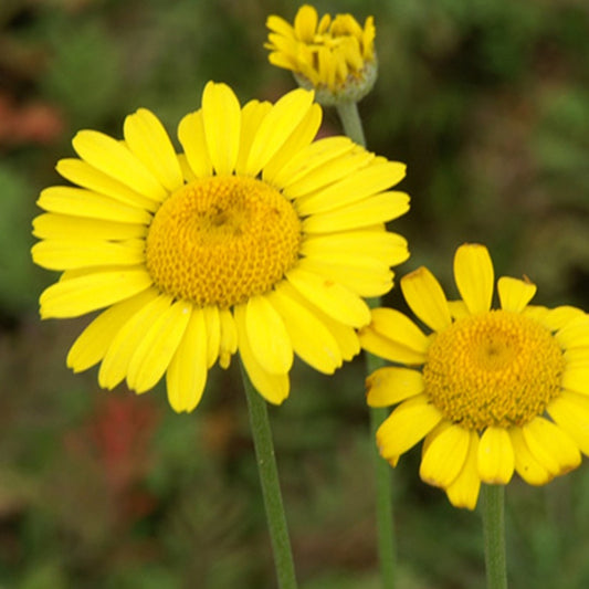 Färberkamille Kelwayi - Anthemis tinctoria kelwayi - Gartenpflanzen