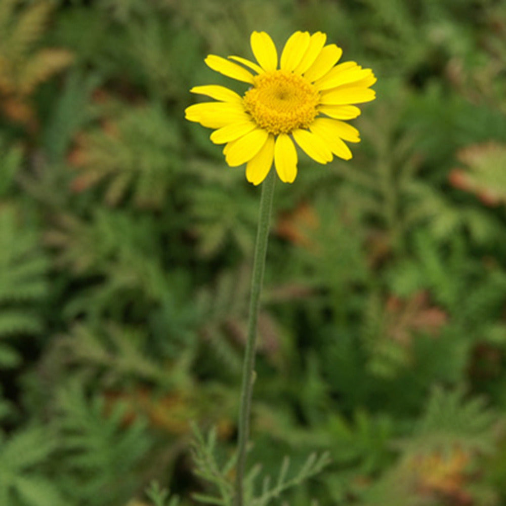 Anthemis tinctoria kelwayi - Färberkamille Kelwayi - Stauden