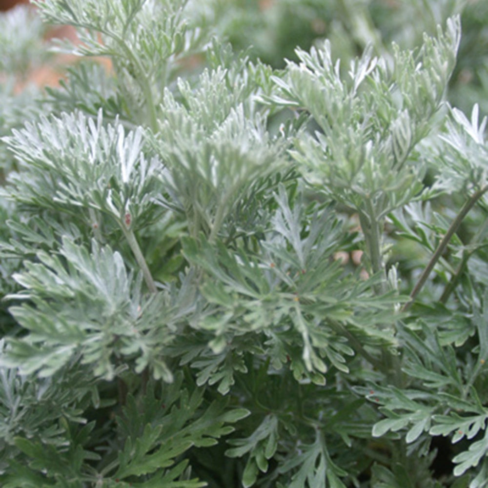 Halbstrauchiger Wermut Powis Castle - Artemisia powis castle - Stauden