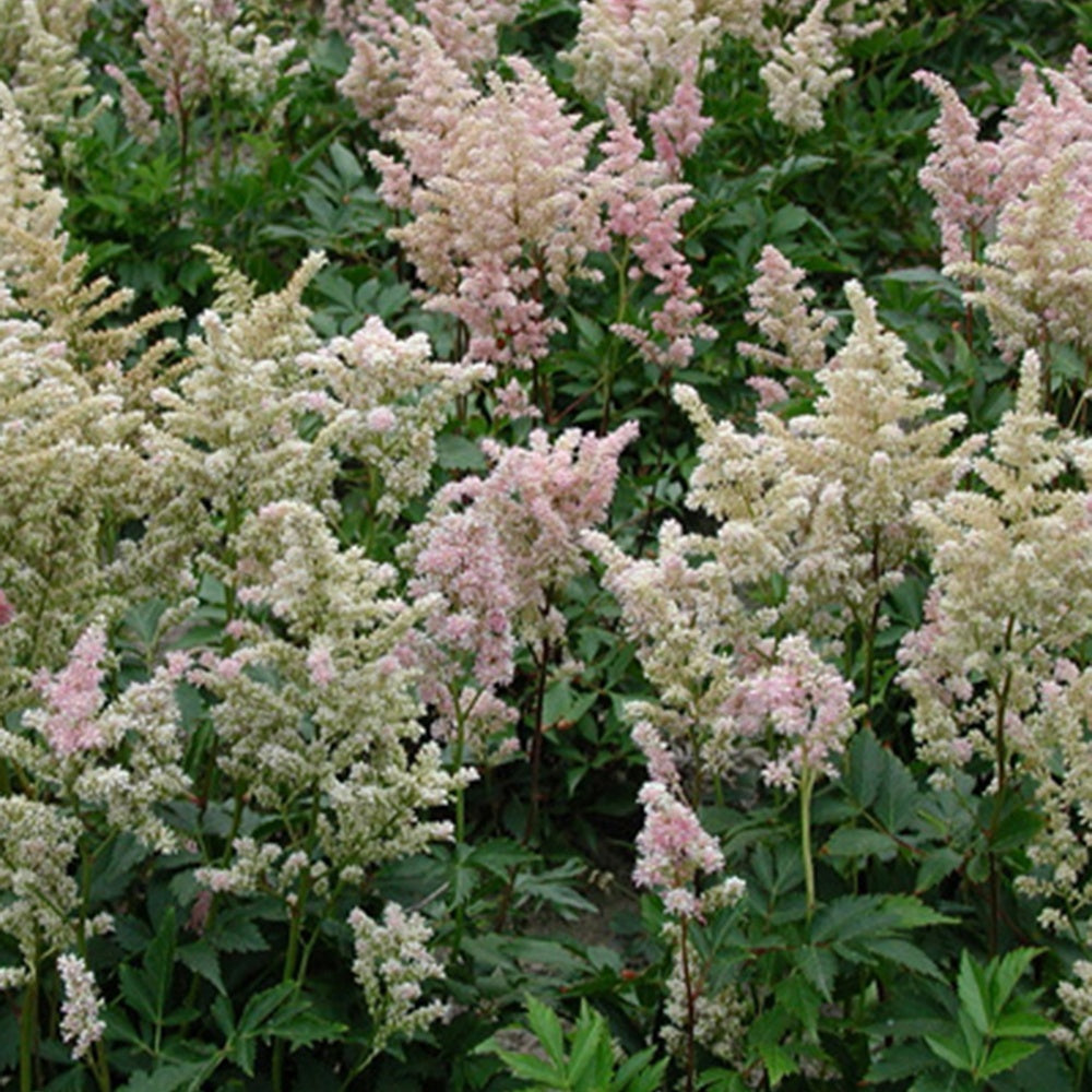 Japanische Prachtspiere Peach Blossom - Astilbe peach blossom ( japonica group ) - Gartenpflanzen