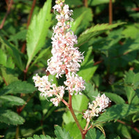 Japanische Prachtspiere Peach Blossom - Astilbe peach blossom ( japonica group ) - Sträucher und Stauden