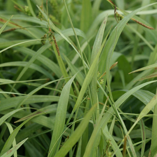 Japan Segge Bunny Blue - Carex laxiculmis bunny blue - Gartenpflanzen