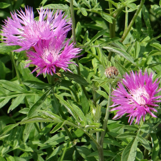 Flockenblume - Centaurea dealbata - Sträucher und Stauden