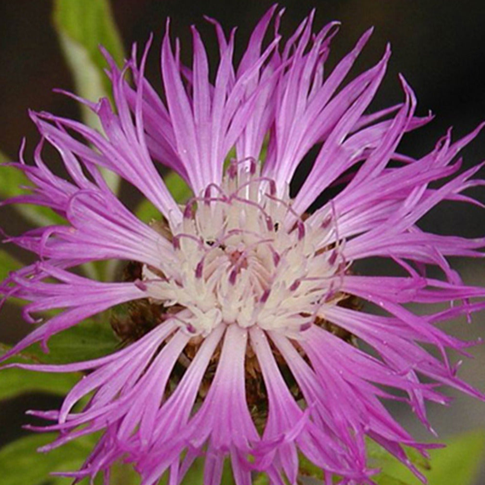 Flockenblume - Centaurea dealbata - Stauden