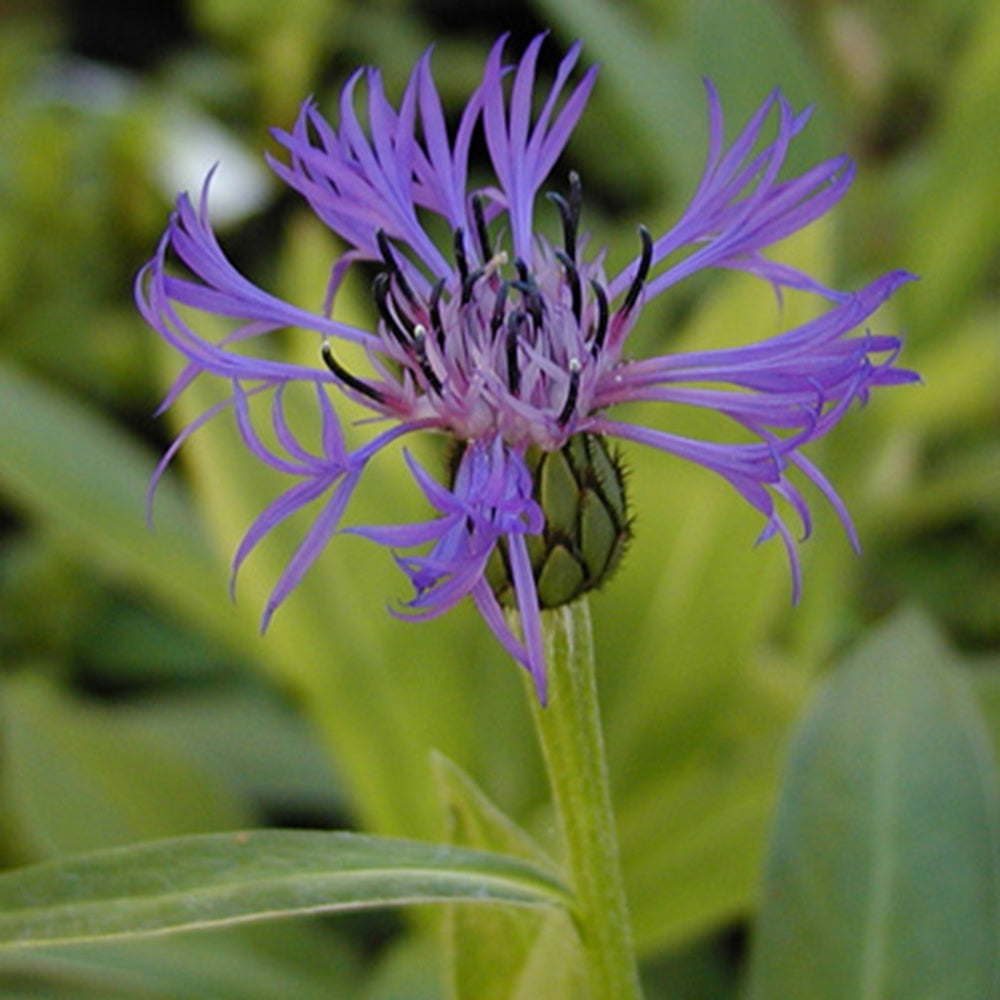 Berg-Flockenblume - Centaurea montana - Gartenpflanzen