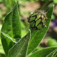 Berg-Flockenblume - Centaurea montana - Sträucher und Stauden