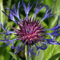 Berg-Flockenblume - Centaurea montana - Stauden